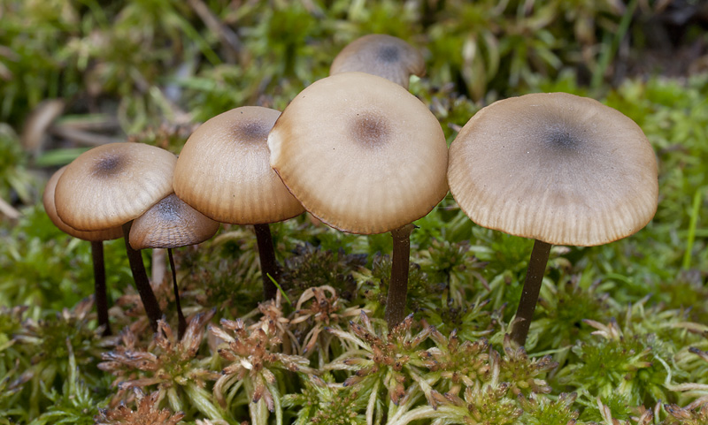 Tephrocybe palustris